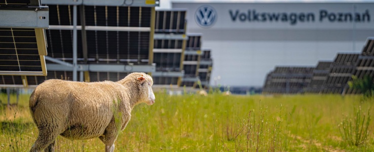 Owce zamiast kosiarek na farmie Volkswagena we Wrześni
