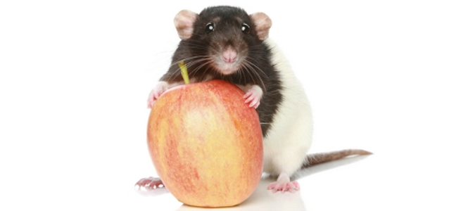 apple-rat-l