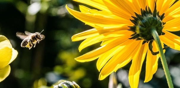 bee-in-the-approach