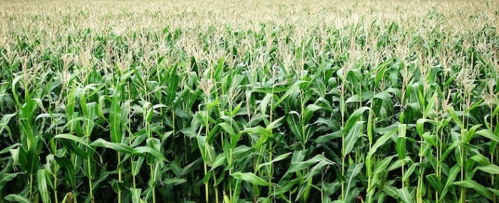 aitoff-corn