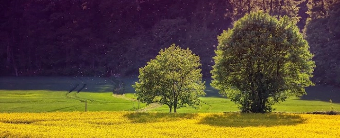 analogicus-nature-tree