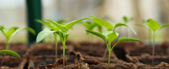 jag2020-seedling-plant