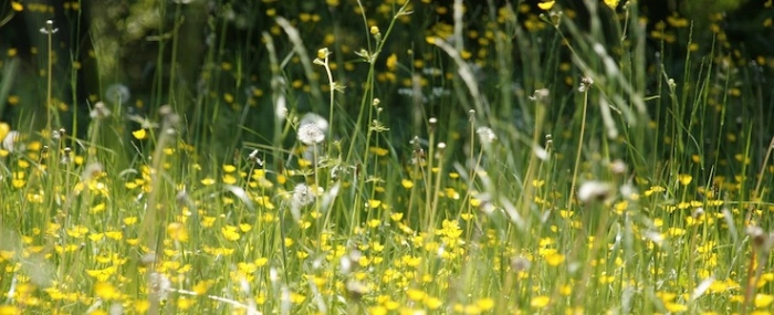 meineresterampe-meadow-grass