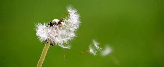 selenee51-dandelion