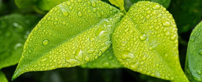 stevepb-leaf-ecology