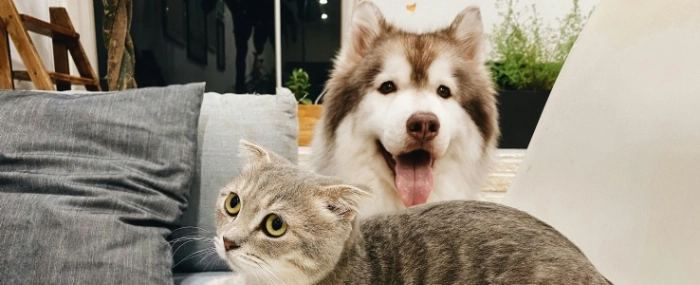 unsplash-cat-dog-2025