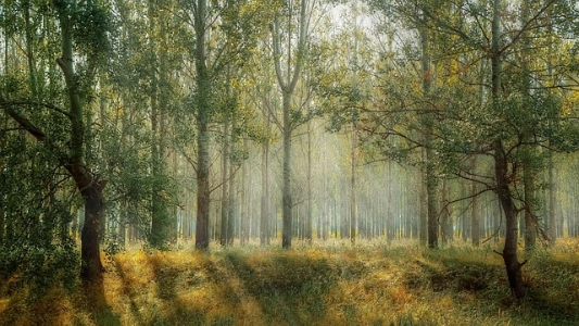 forest2