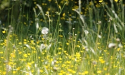 meineresterampe-meadow-grass