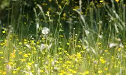meineresterampe-meadow-grass