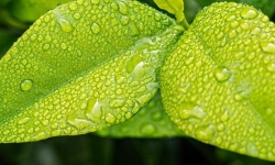 stevepb-leaf-ecology