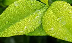 stevepb-leaf-ecology