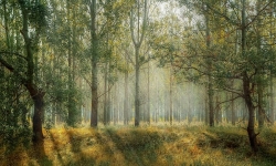 forest2