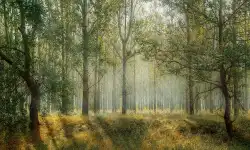 forest2
